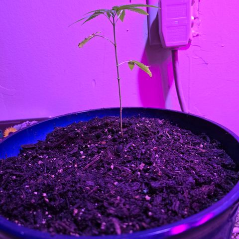 Gushers growlog timeline photo