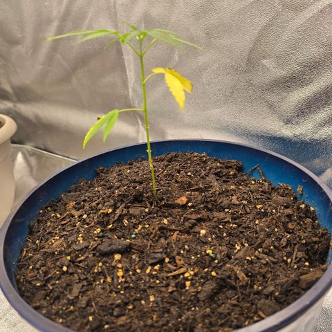 Gushers growlog timeline photo