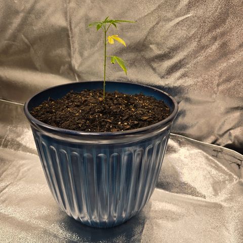 Gushers growlog timeline photo