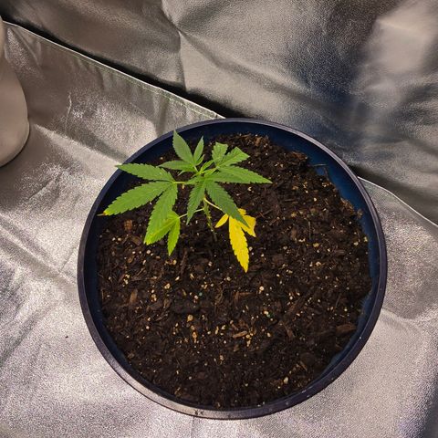 Gushers growlog timeline photo