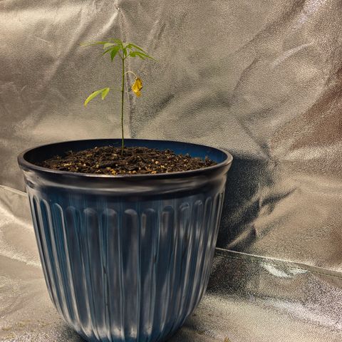 Gushers growlog timeline photo