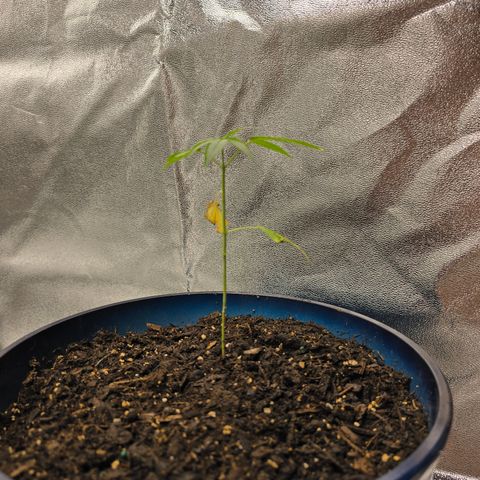 Gushers growlog timeline photo