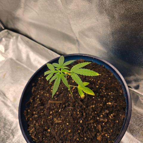 Gushers growlog timeline photo