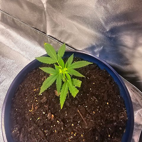 Gushers growlog timeline photo