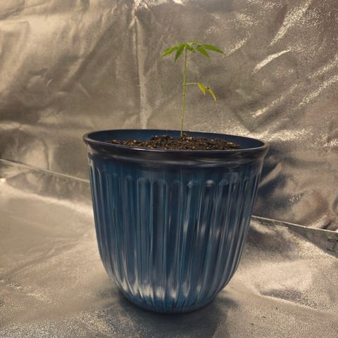 Gushers growlog timeline photo