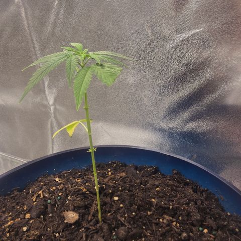 Gushers growlog timeline photo