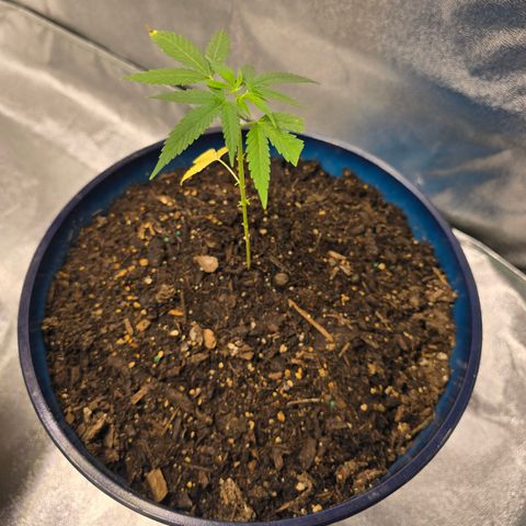 Gushers growlog timeline photo
