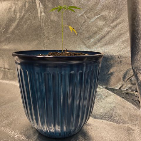 Gushers growlog timeline photo
