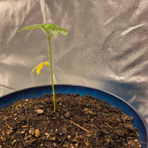 Gushers growlog timeline photo
