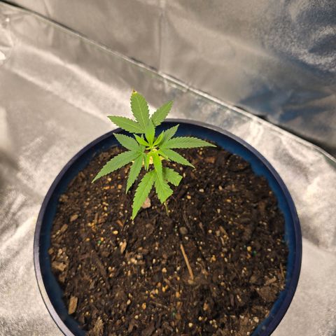 Gushers growlog timeline photo