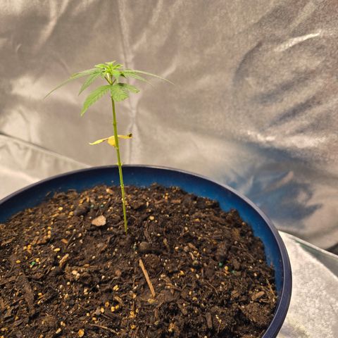 Gushers growlog timeline photo