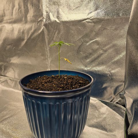 Gushers growlog timeline photo