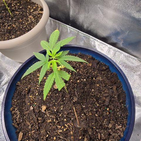 Gushers growlog timeline photo