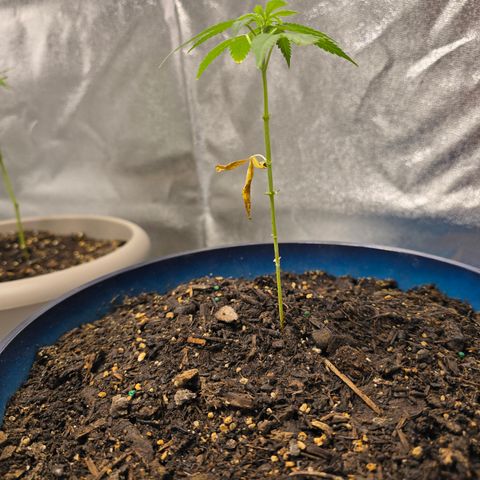 Gushers growlog timeline photo
