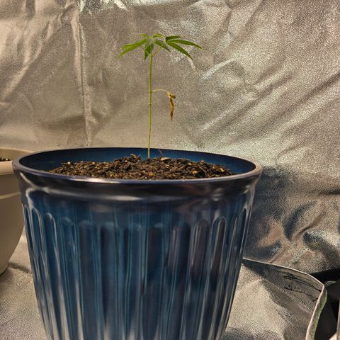 Gushers growlog timeline photo