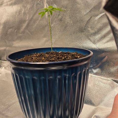 Gushers growlog photo: 6"