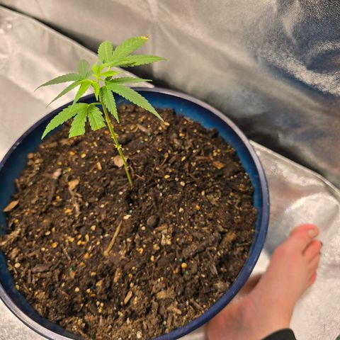 Gushers growlog timeline photo