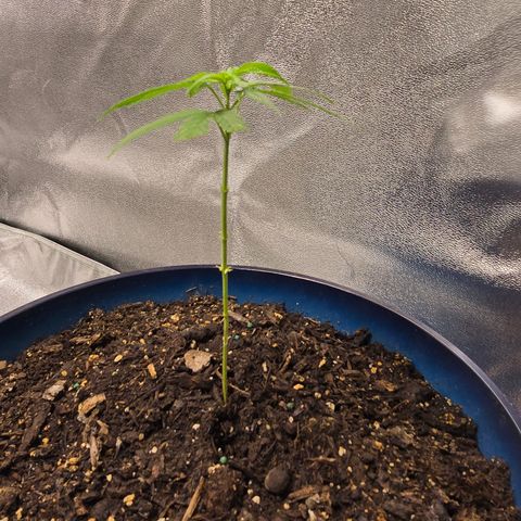 Gushers growlog timeline photo