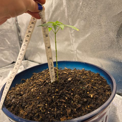 Gushers growlog photo: 6"