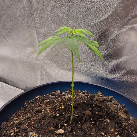 Gushers growlog timeline photo