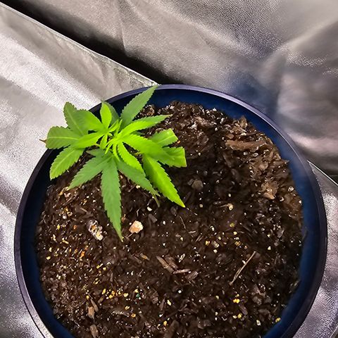 Gushers growlog timeline photo