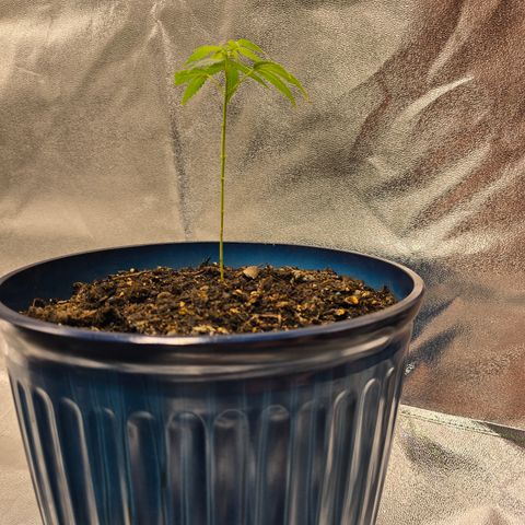 Gushers growlog timeline photo