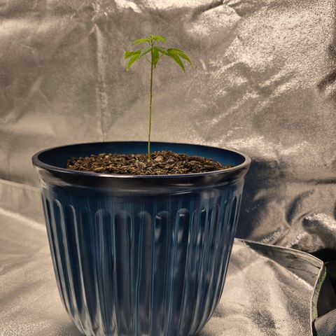 Gushers growlog timeline photo
