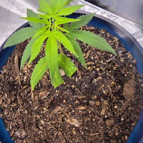 Gushers growlog timeline photo