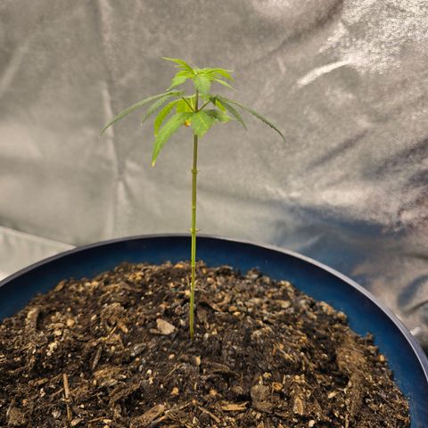 Gushers growlog timeline photo
