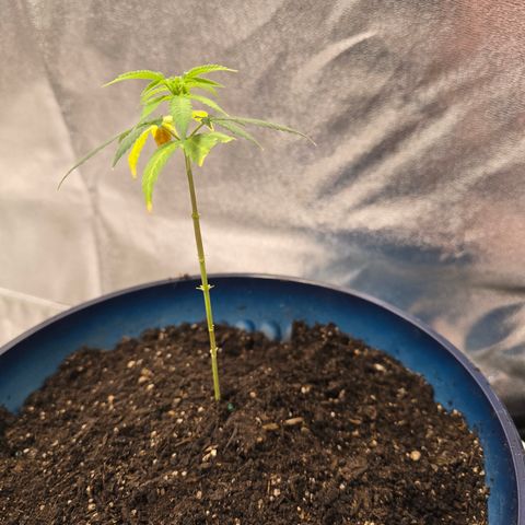 Gushers growlog timeline photo