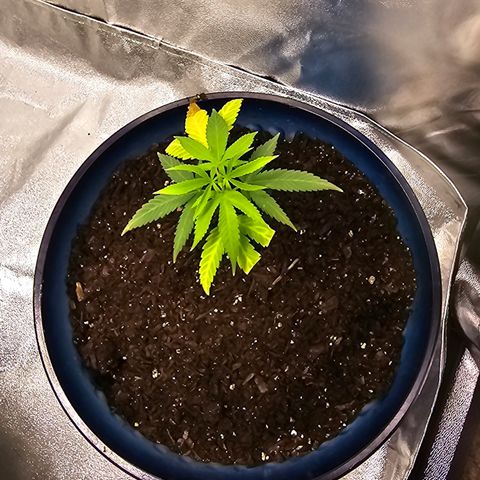 Gushers growlog timeline photo