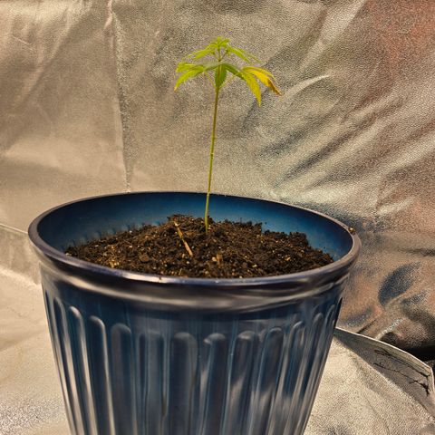 Gushers growlog timeline photo