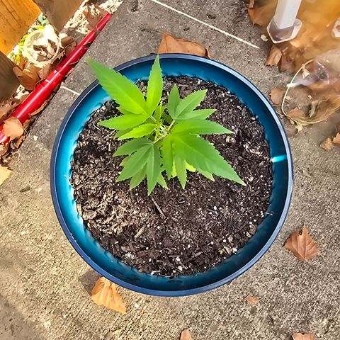 Gushers growlog timeline photo