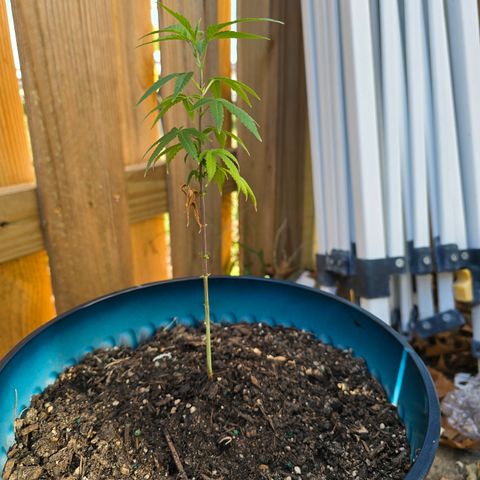 Gushers growlog timeline photo