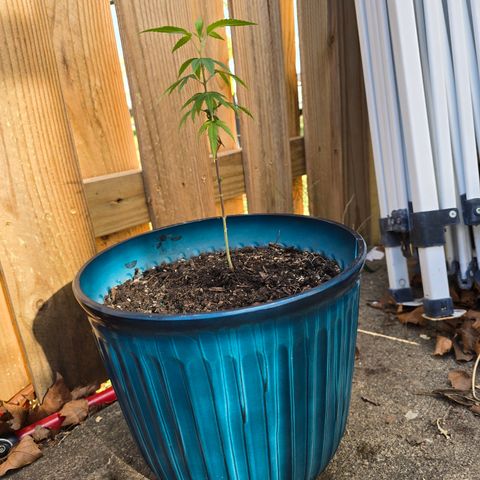 Gushers growlog timeline photo