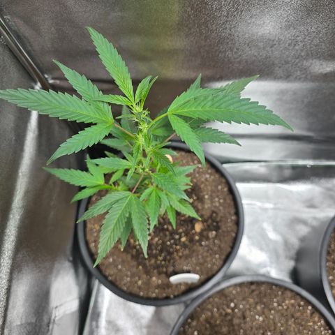 Gushers growlog photo: 18 inches