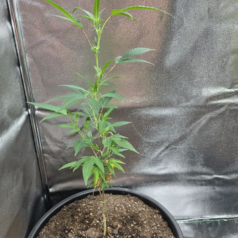Gushers growlog photo: 18 inches