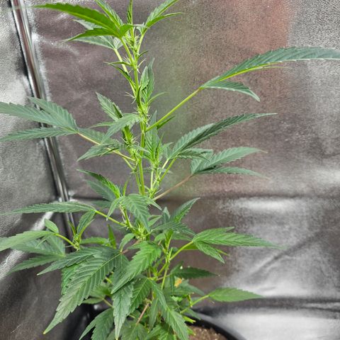 Gushers growlog timeline photo