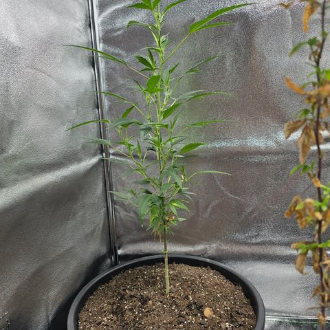 Gushers growlog timeline photo