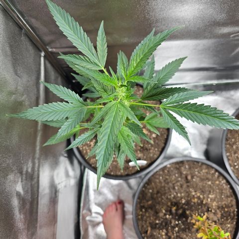 Gushers growlog timeline photo