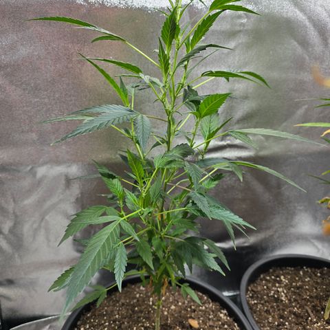 Gushers growlog timeline photo