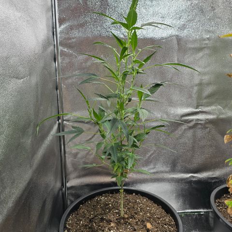 Gushers growlog timeline photo