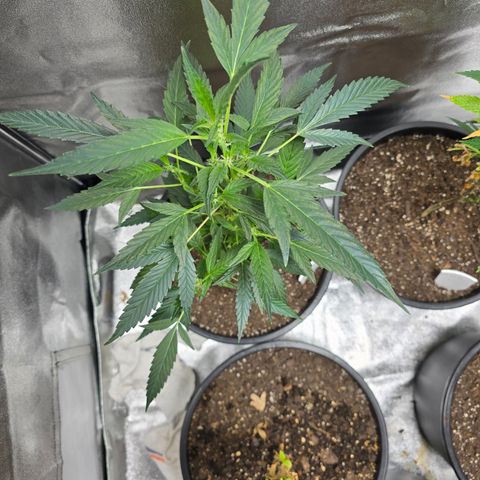 Gushers growlog timeline photo