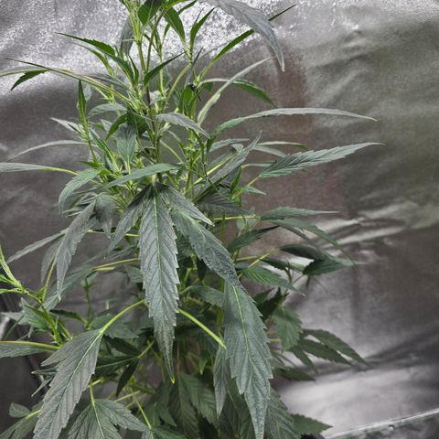 Gushers growlog timeline photo