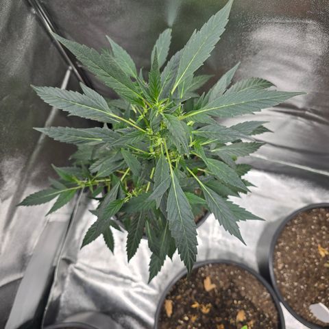 Gushers growlog timeline photo