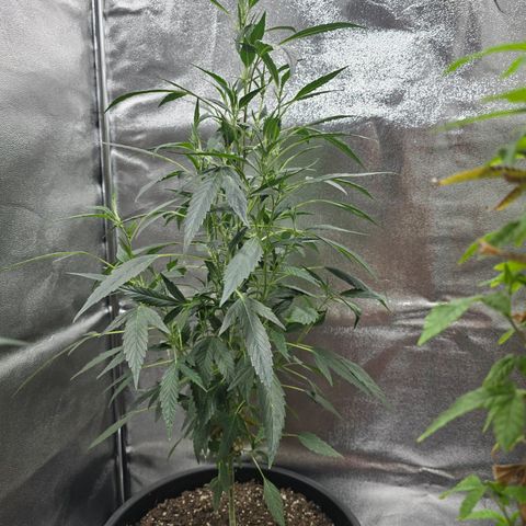 Gushers growlog timeline photo
