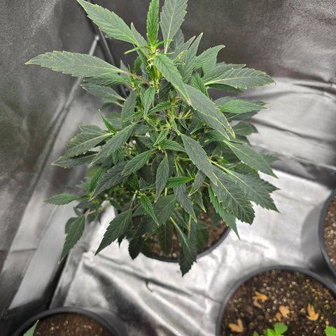Gushers growlog timeline photo