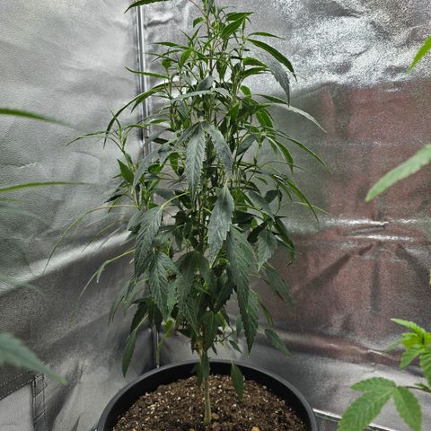 Gushers growlog timeline photo
