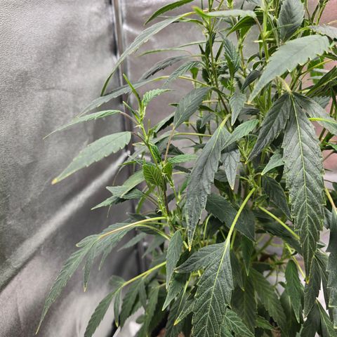 Gushers growlog timeline photo