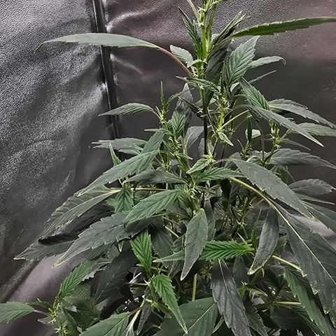 Gushers growlog timeline photo